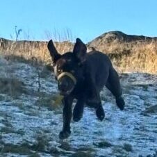 Flying Max